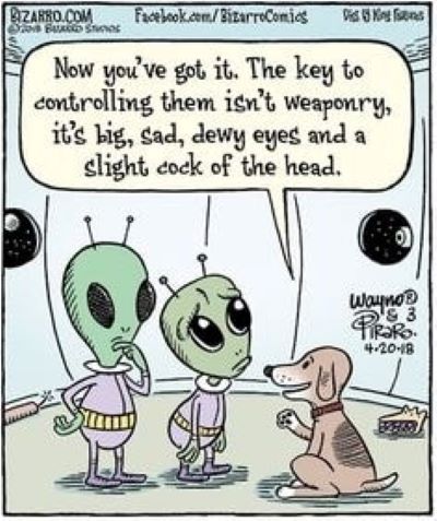 dog to alien.jpg